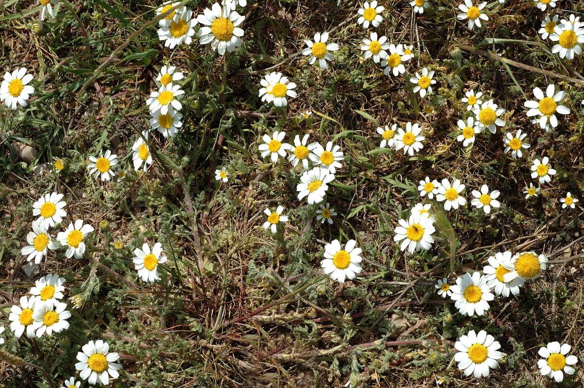 Anthemis maritima, Seaside Chamomile